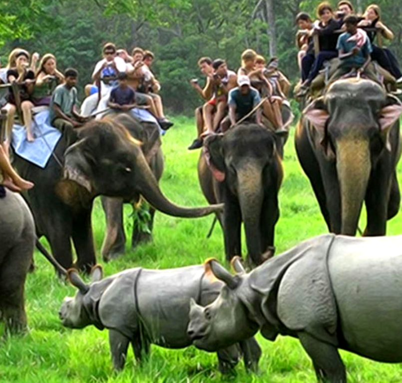 Kaziranga Elephant Safari