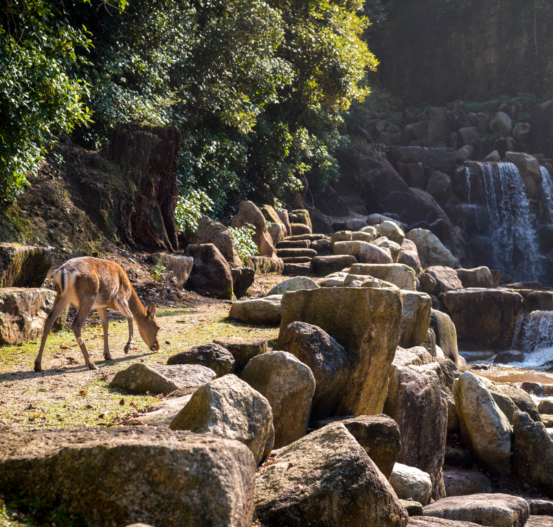 Kaziranga National Park